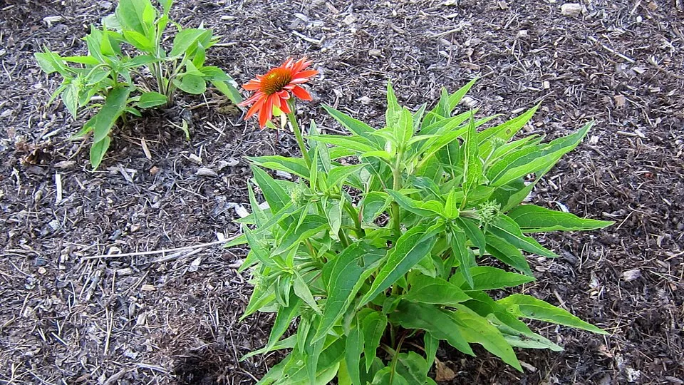 Kasvirág / Echinacea SOMBRERO® 'Double Rose'
