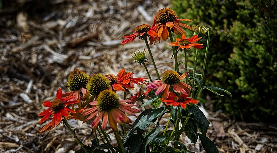 Kasvirág / Echinacea SOMBRERO® 'Double Rose'