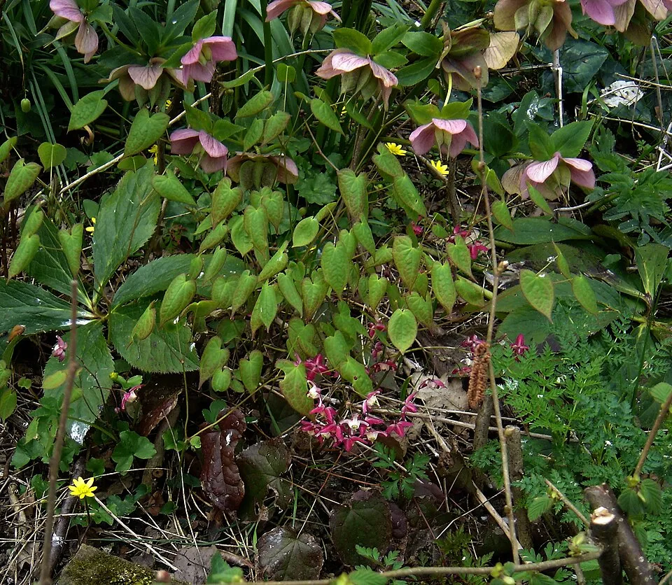 Tündérvirág / Epimedium 'Pretty in Pink'