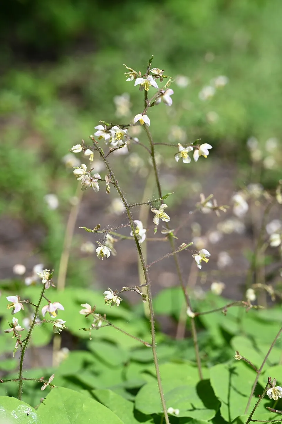 Apróvirágú tündérvirág / Epimedium pubigerum 'Orangekönigin'