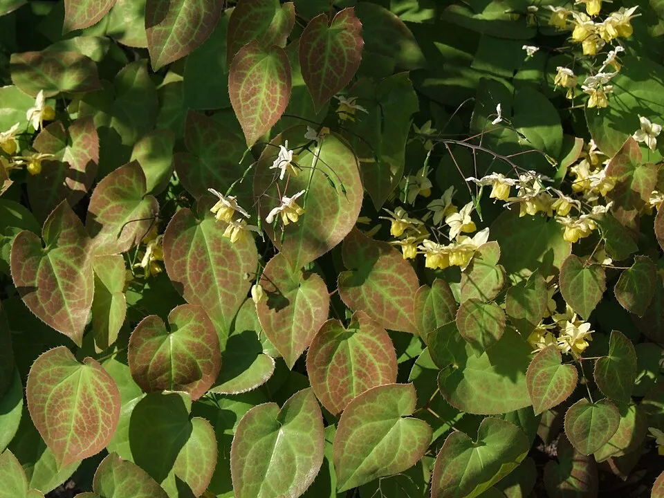 Apróvirágú tündérvirág / Epimedium pubigerum 'Orangekönigin'