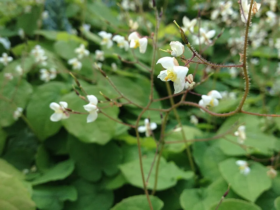 Apróvirágú tündérvirág / Epimedium pubigerum 'Orangekönigin'