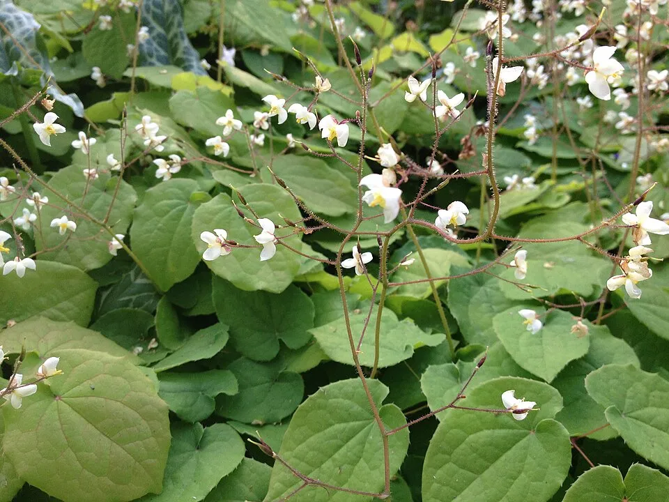 Apróvirágú tündérvirág / Epimedium pubigerum 'Orangekönigin'