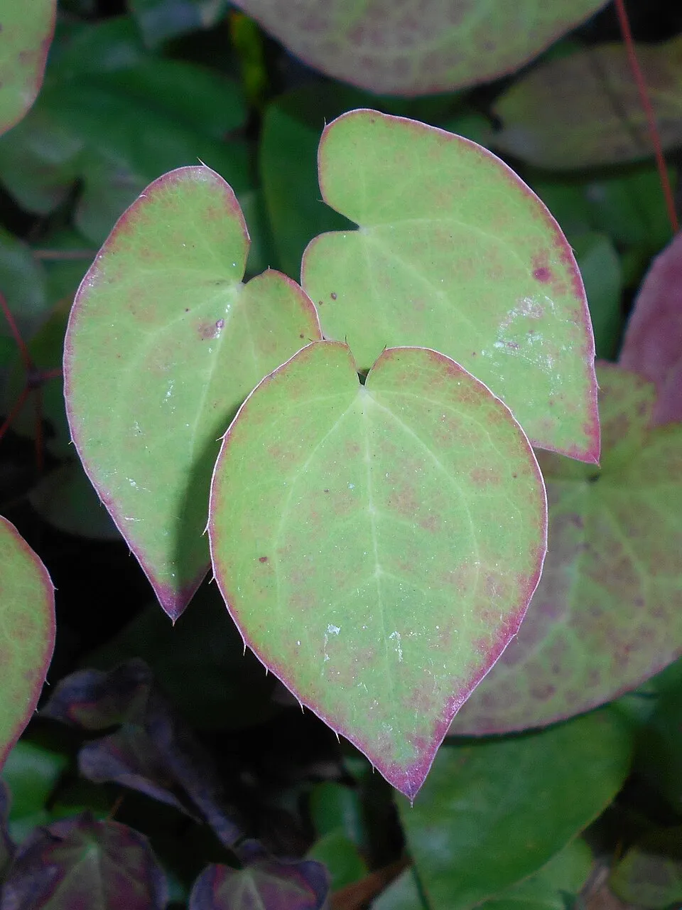 Apróvirágú tündérvirág / Epimedium pubigerum 'Orangekönigin'