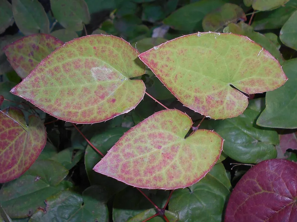 Apróvirágú tündérvirág / Epimedium pubigerum 'Orangekönigin'