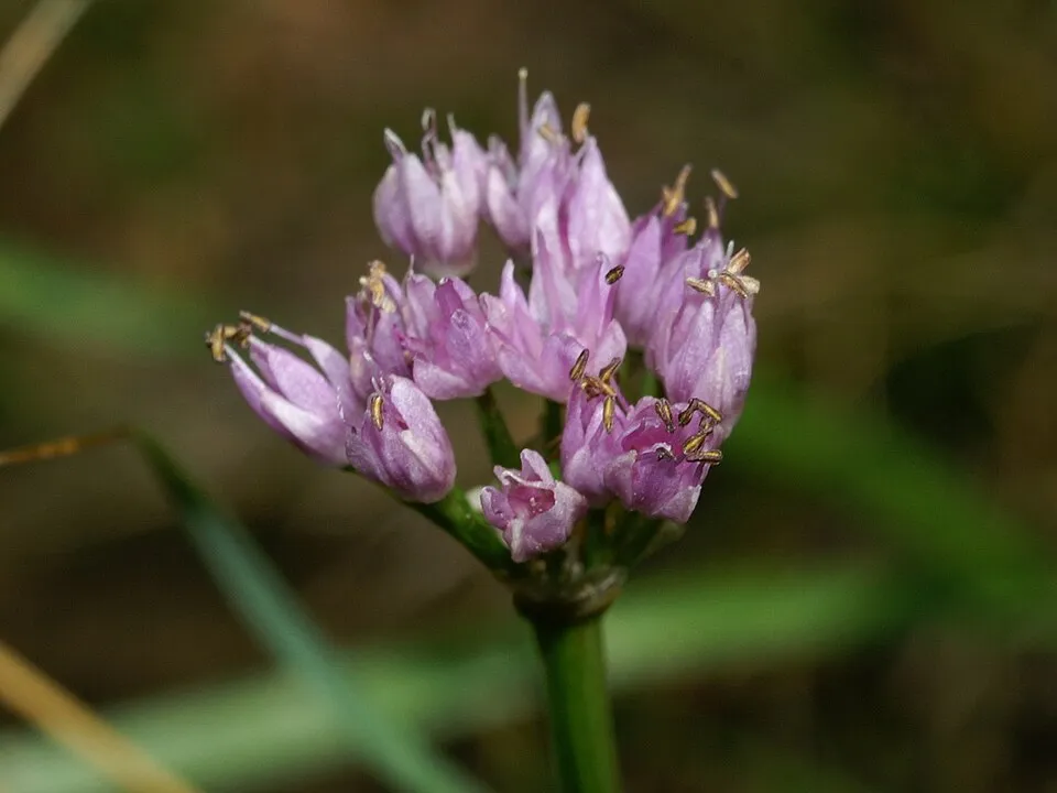 Hegyi hagyma / Allium senescens