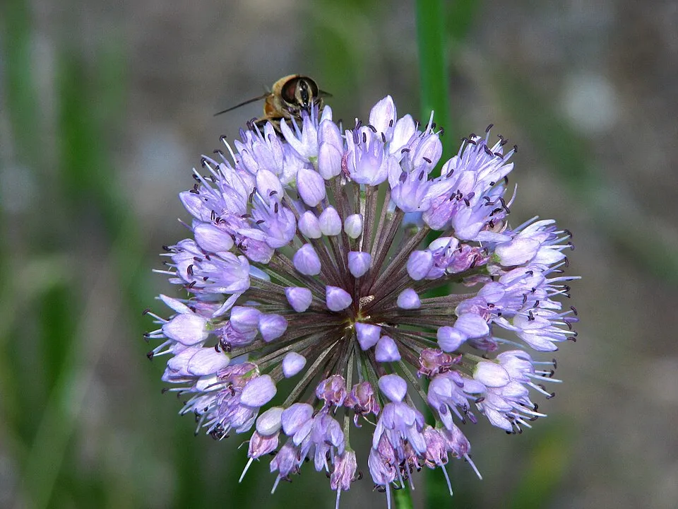 Hegyi hagyma / Allium senescens