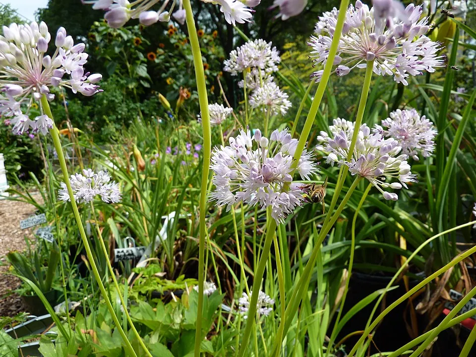 Hegyi hagyma / Allium senescens