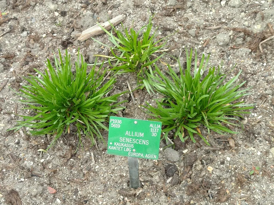 Hegyi hagyma / Allium senescens