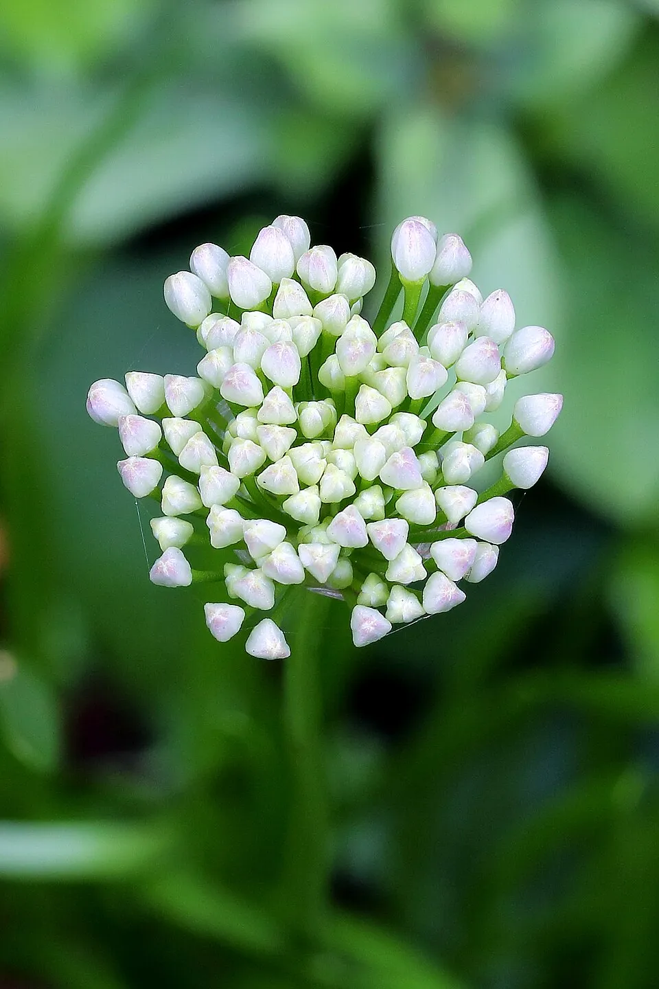 Hegyi hagyma / Allium senescens
