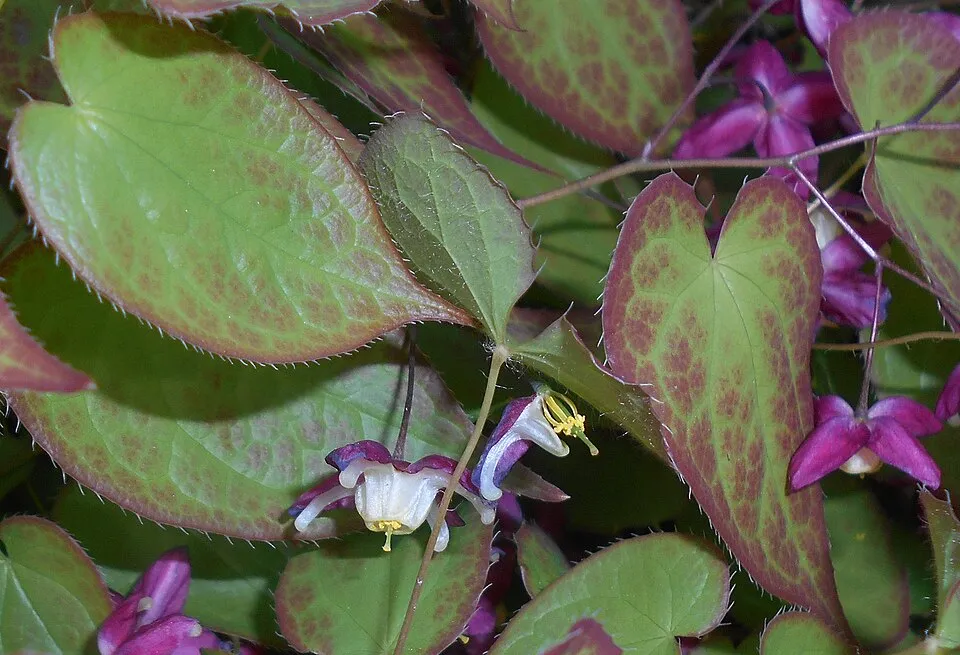 Vöröslő tündérvirág / Epimedium × rubrum