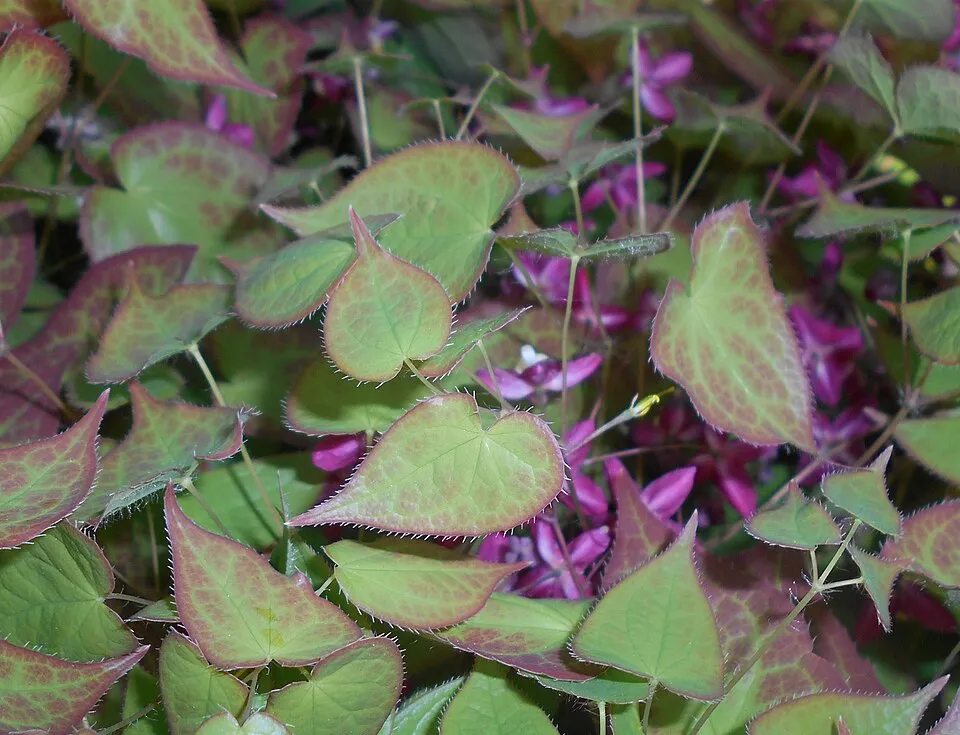 Vöröslő tündérvirág / Epimedium × rubrum