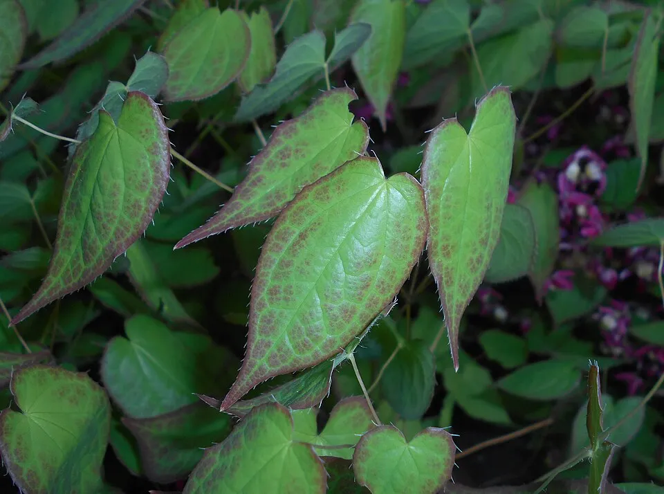 Vöröslő tündérvirág / Epimedium × rubrum