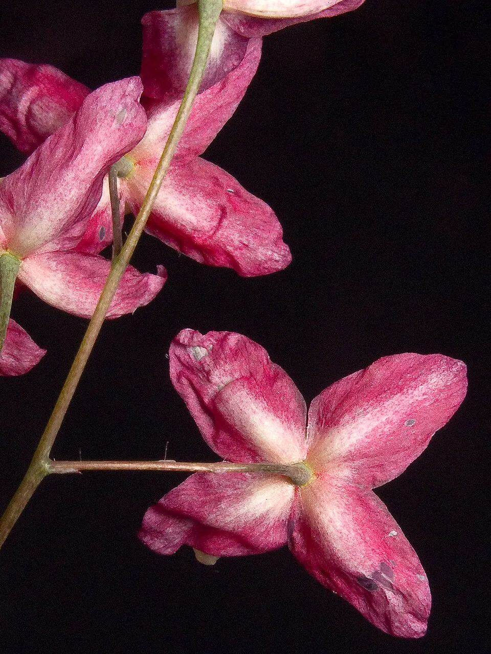 Vöröslő tündérvirág / Epimedium × rubrum