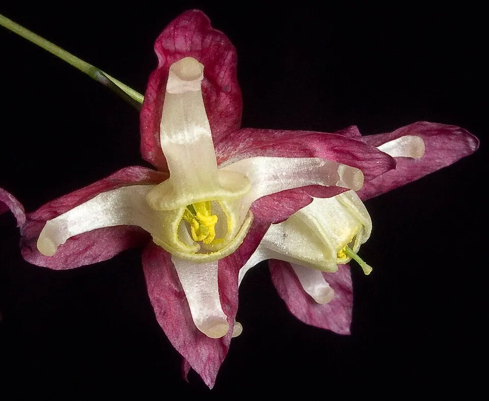 Vöröslő tündérvirág / Epimedium × rubrum
