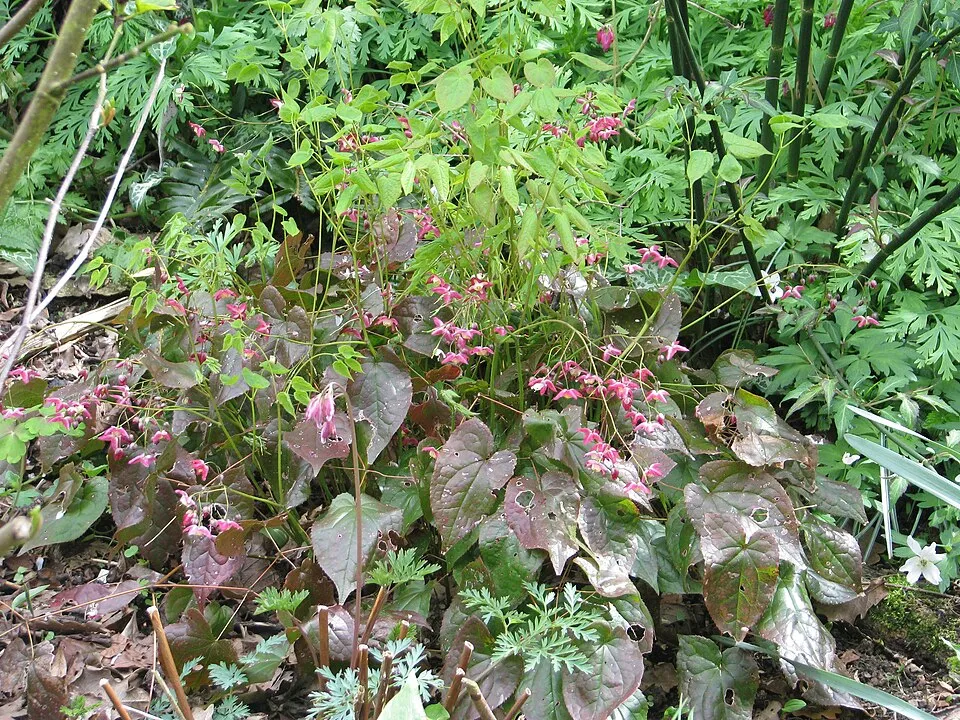 Vöröslő tündérvirág / Epimedium × rubrum