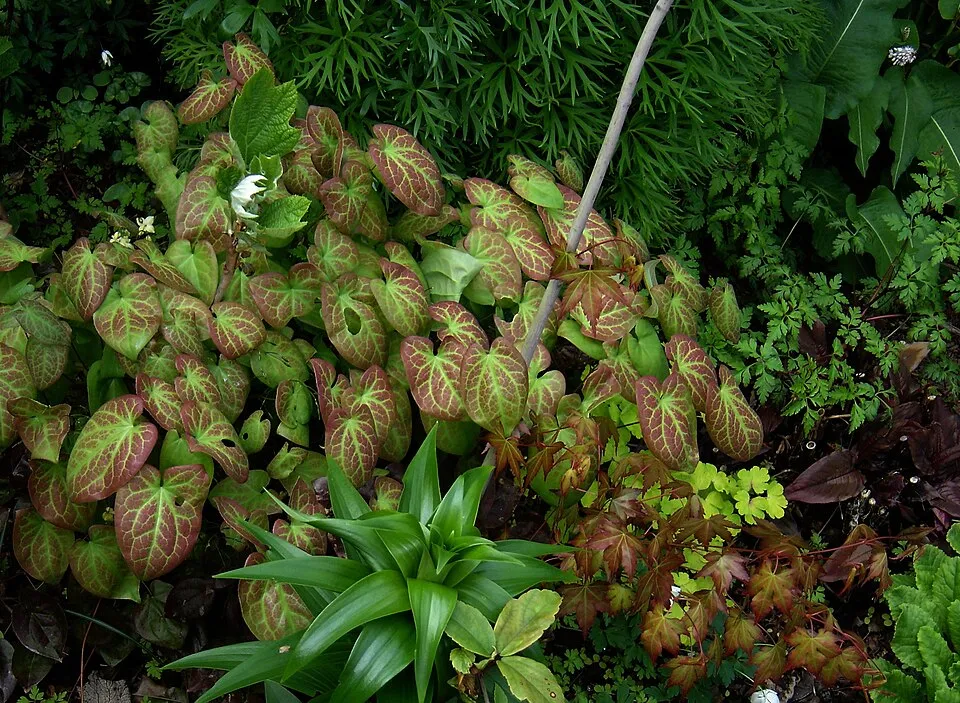 Vöröslő tündérvirág / Epimedium × rubrum