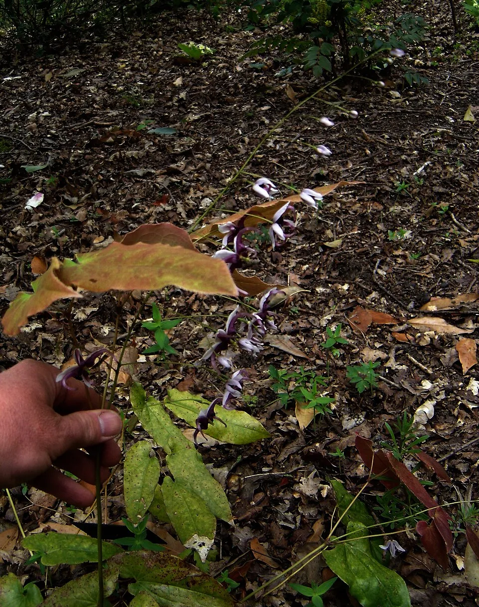 Vöröslő tündérvirág / Epimedium × rubrum