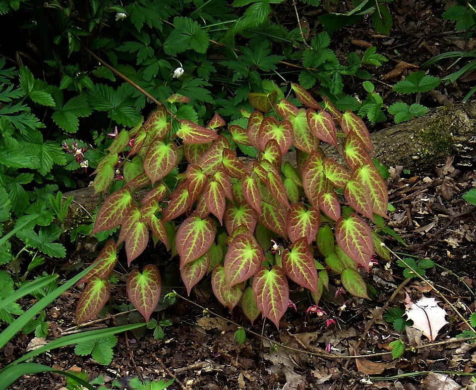 Vöröslő tündérvirág / Epimedium × rubrum