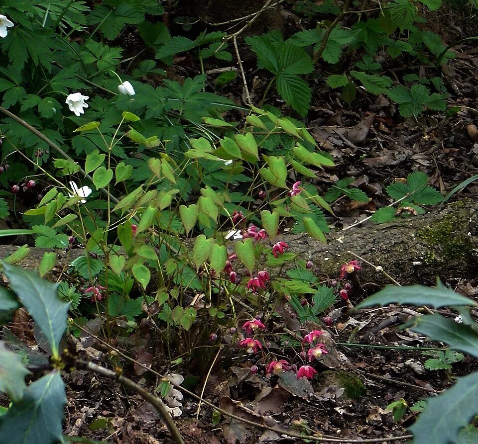 Vöröslő tündérvirág / Epimedium × rubrum