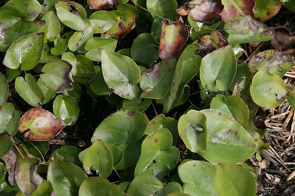 Kénsárga tündérvirág / Epimedium × versicolor 'Sulphureum'