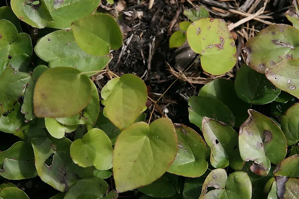 Kénsárga tündérvirág / Epimedium × versicolor 'Sulphureum'