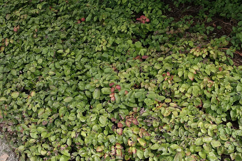 Kénsárga tündérvirág / Epimedium × versicolor 'Sulphureum'