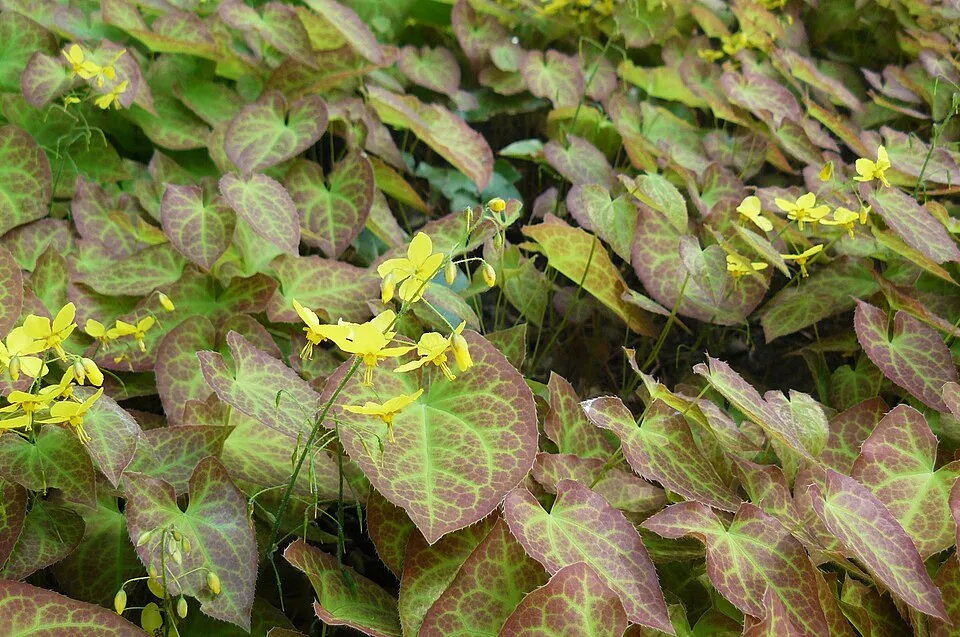Kénsárga tündérvirág / Epimedium × versicolor 'Sulphureum'