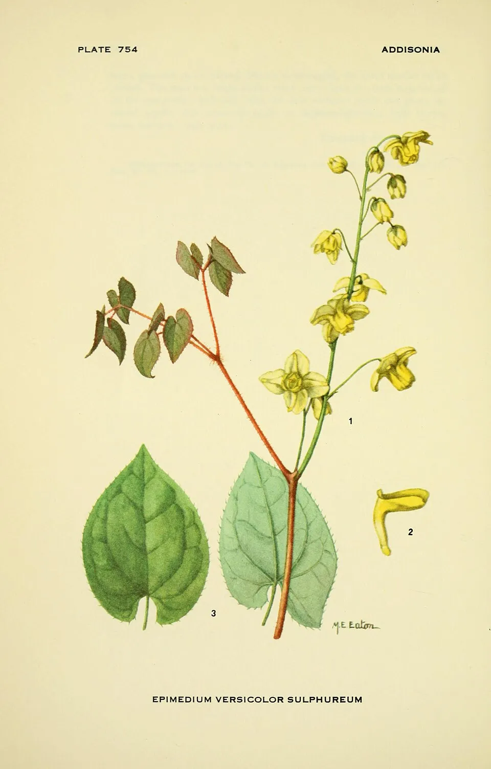 Kénsárga tündérvirág / Epimedium × versicolor 'Sulphureum'