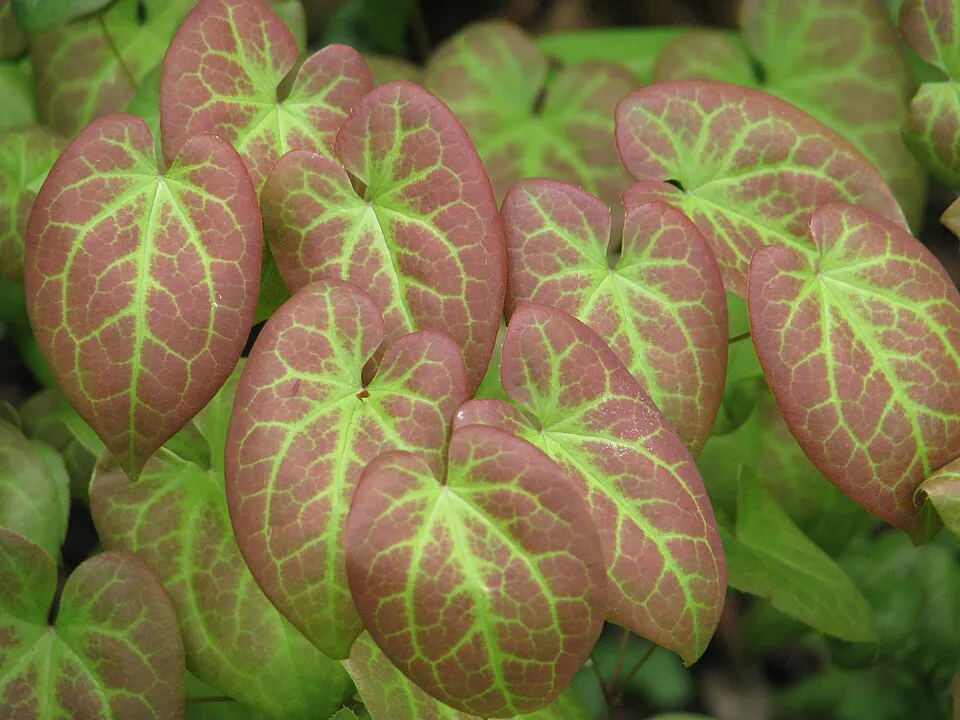 Kénsárga tündérvirág / Epimedium × versicolor 'Sulphureum'