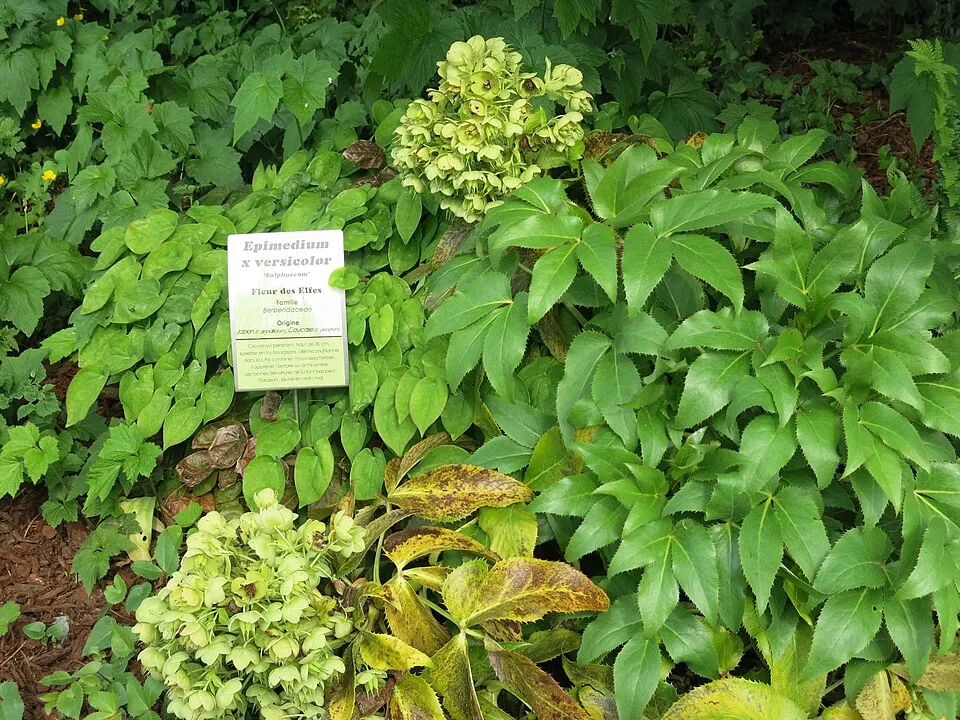 Kénsárga tündérvirág / Epimedium × versicolor 'Sulphureum'