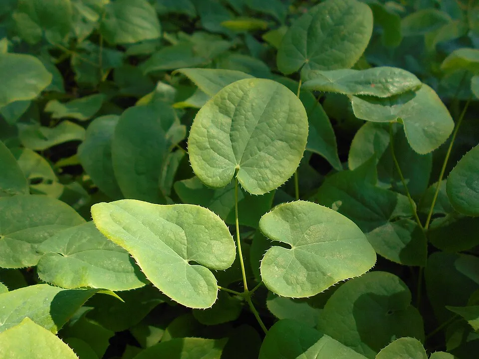 Kénsárga tündérvirág / Epimedium × versicolor 'Sulphureum'