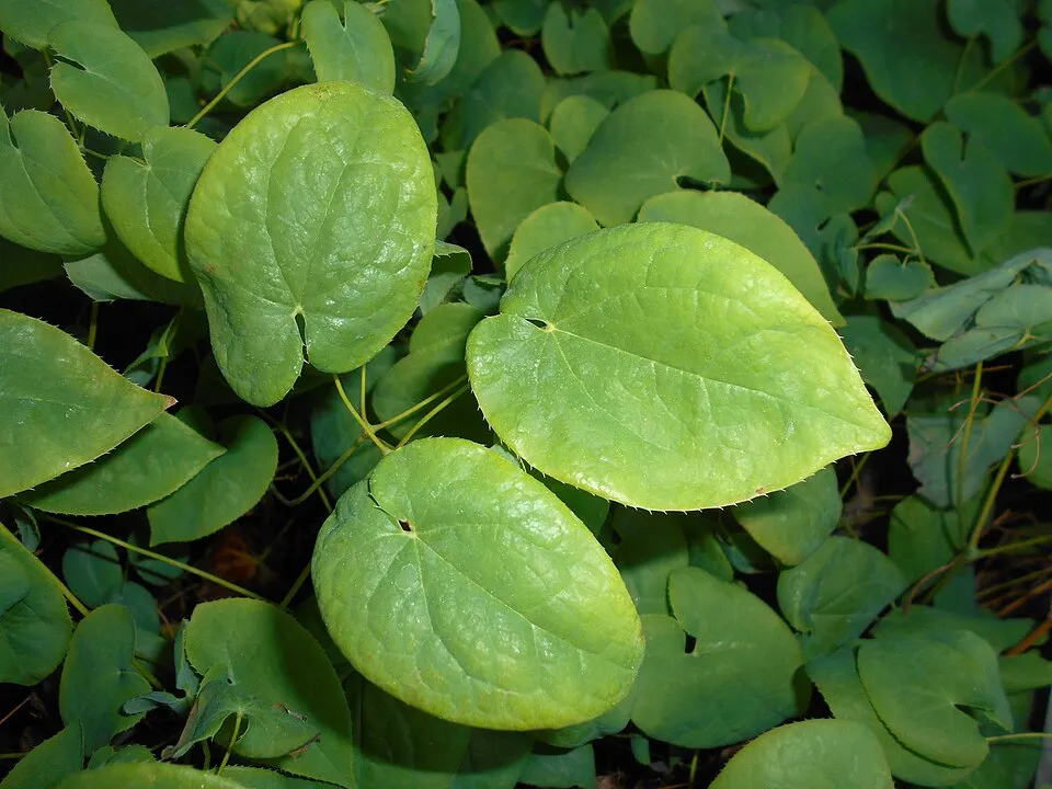 Kénsárga tündérvirág / Epimedium × versicolor 'Sulphureum'