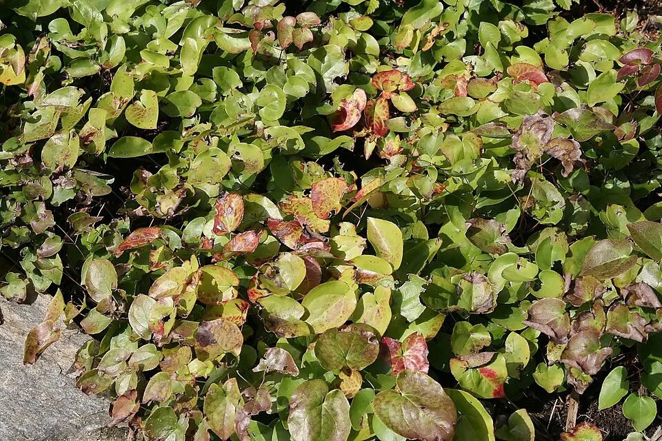 Kénsárga tündérvirág / Epimedium × versicolor 'Sulphureum'
