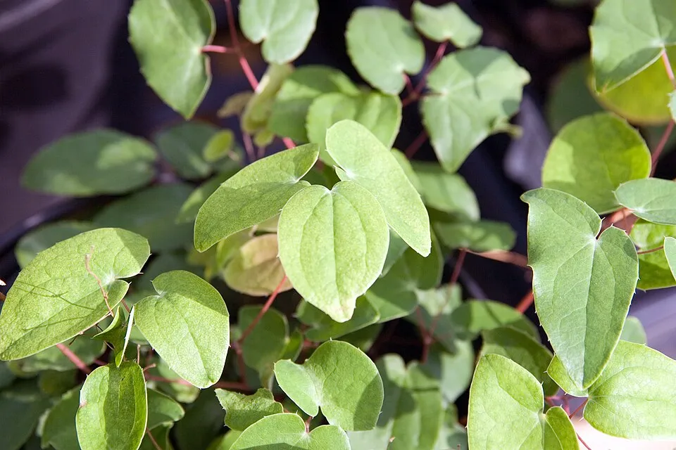 Fehér tündérvirág / Epimedium × youngianum 'Niveum'