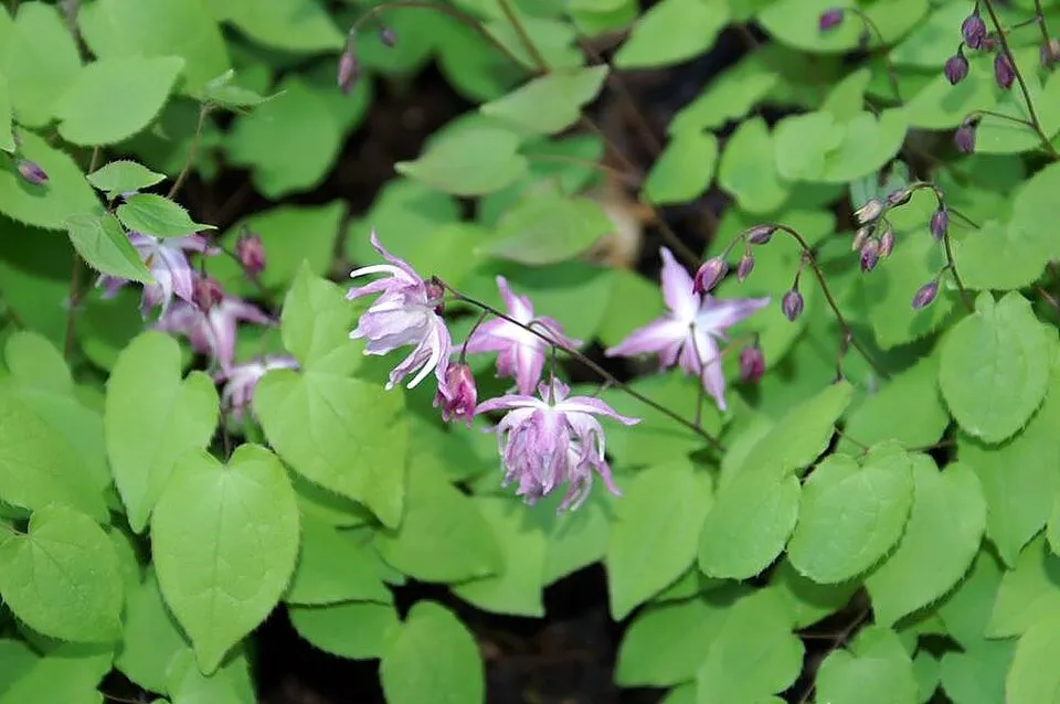 Fehér tündérvirág / Epimedium × youngianum 'Typ Zillmer'