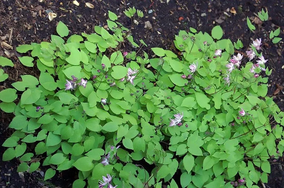 Fehér tündérvirág / Epimedium × youngianum 'Typ Zillmer'