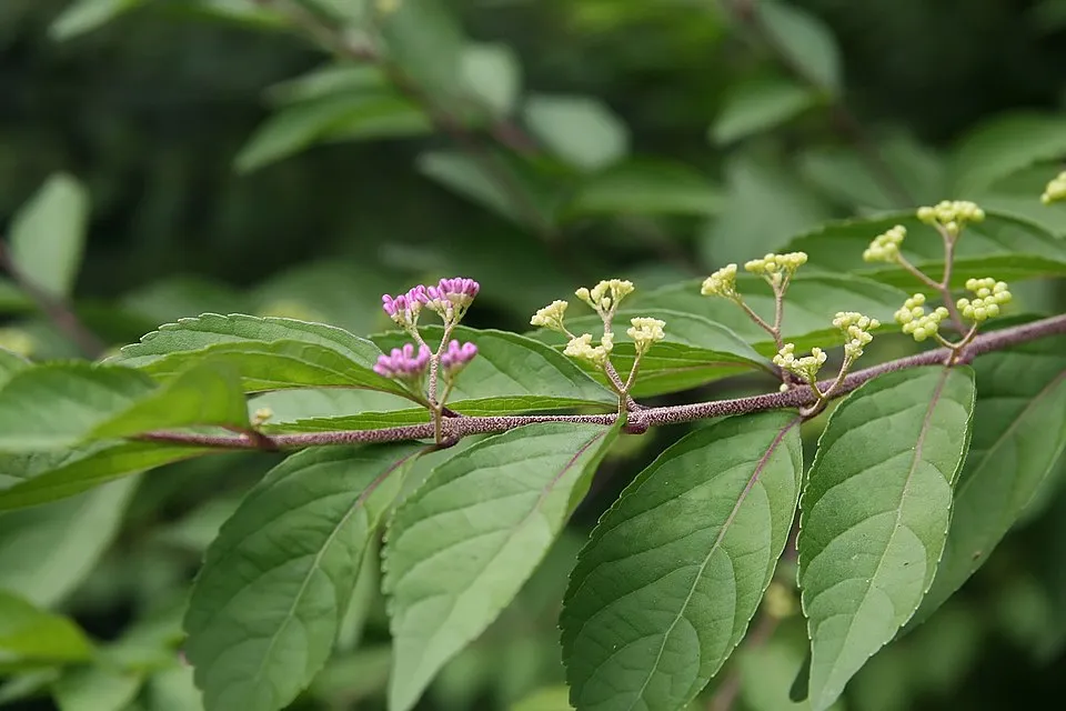 Fehér tündérvirág / Epimedium × youngianum 'Typ Zillmer'