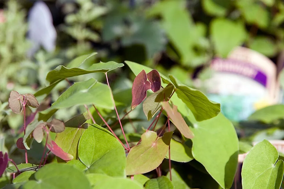 Fehér tündérvirág / Epimedium × youngianum 'Typ Zillmer'