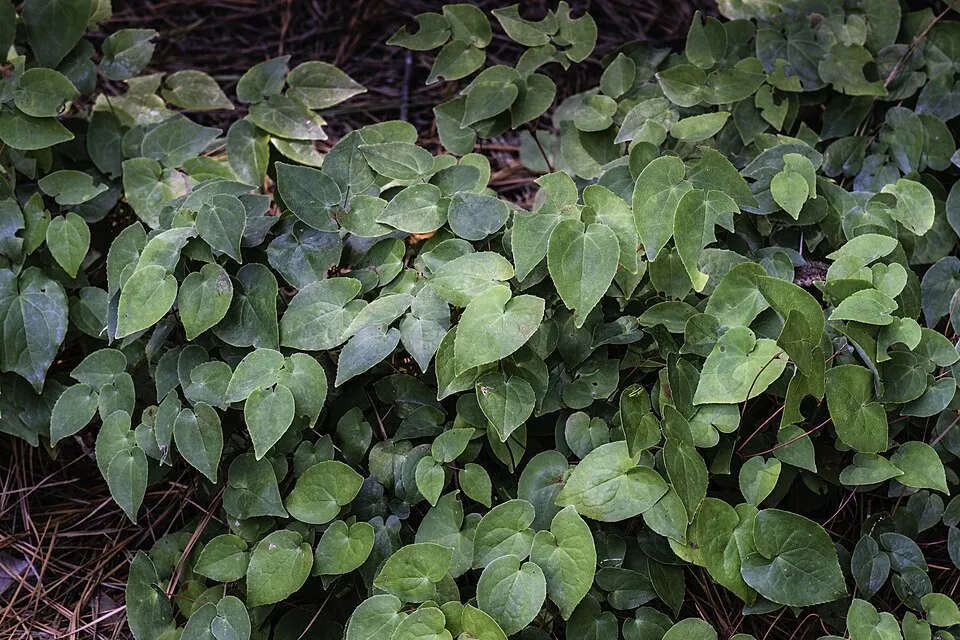 Fehér tündérvirág / Epimedium × youngianum 'Typ Zillmer'
