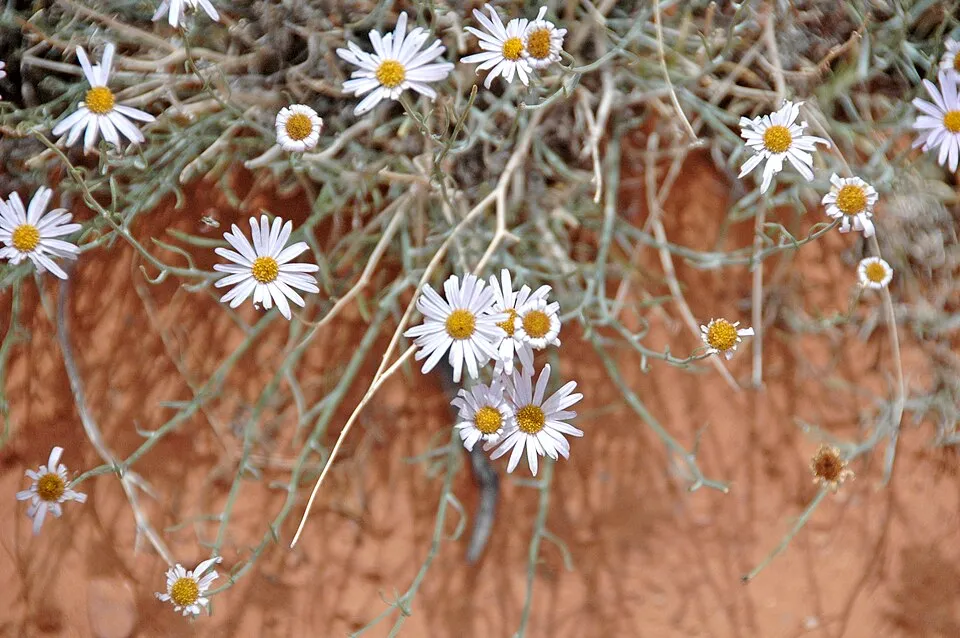 Küllőrojt / Erigeron 'Dominator'