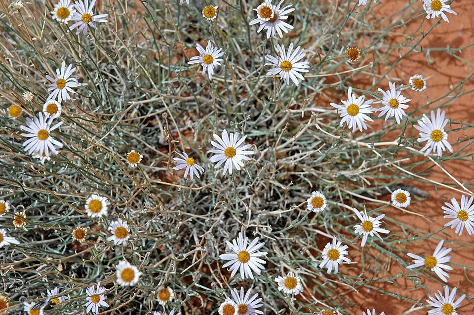 Küllőrojt / Erigeron 'Dominator'