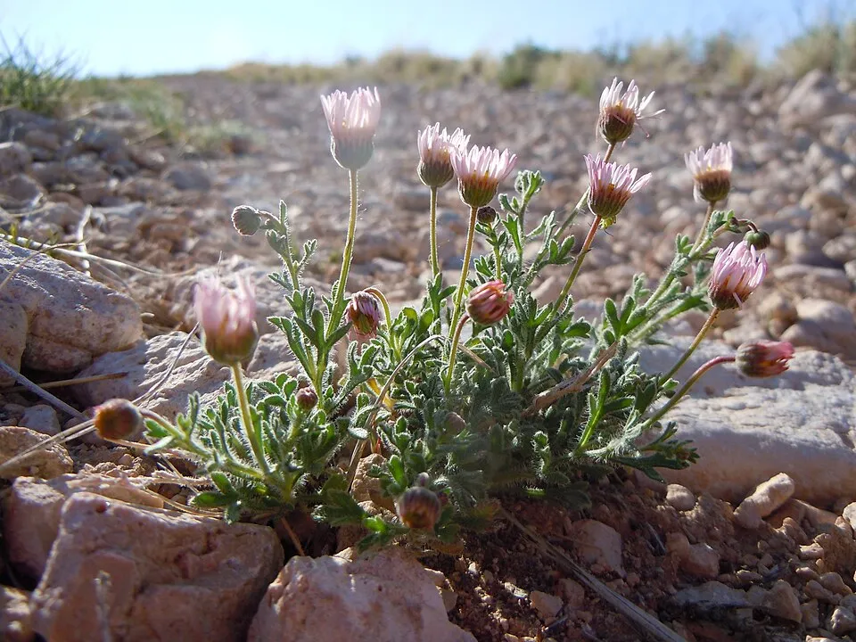 Küllőrojt / Erigeron 'Dominator'
