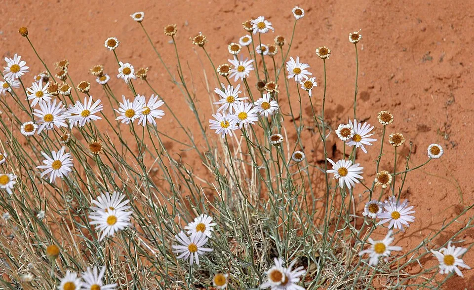 Küllőrojt / Erigeron 'Dominator'