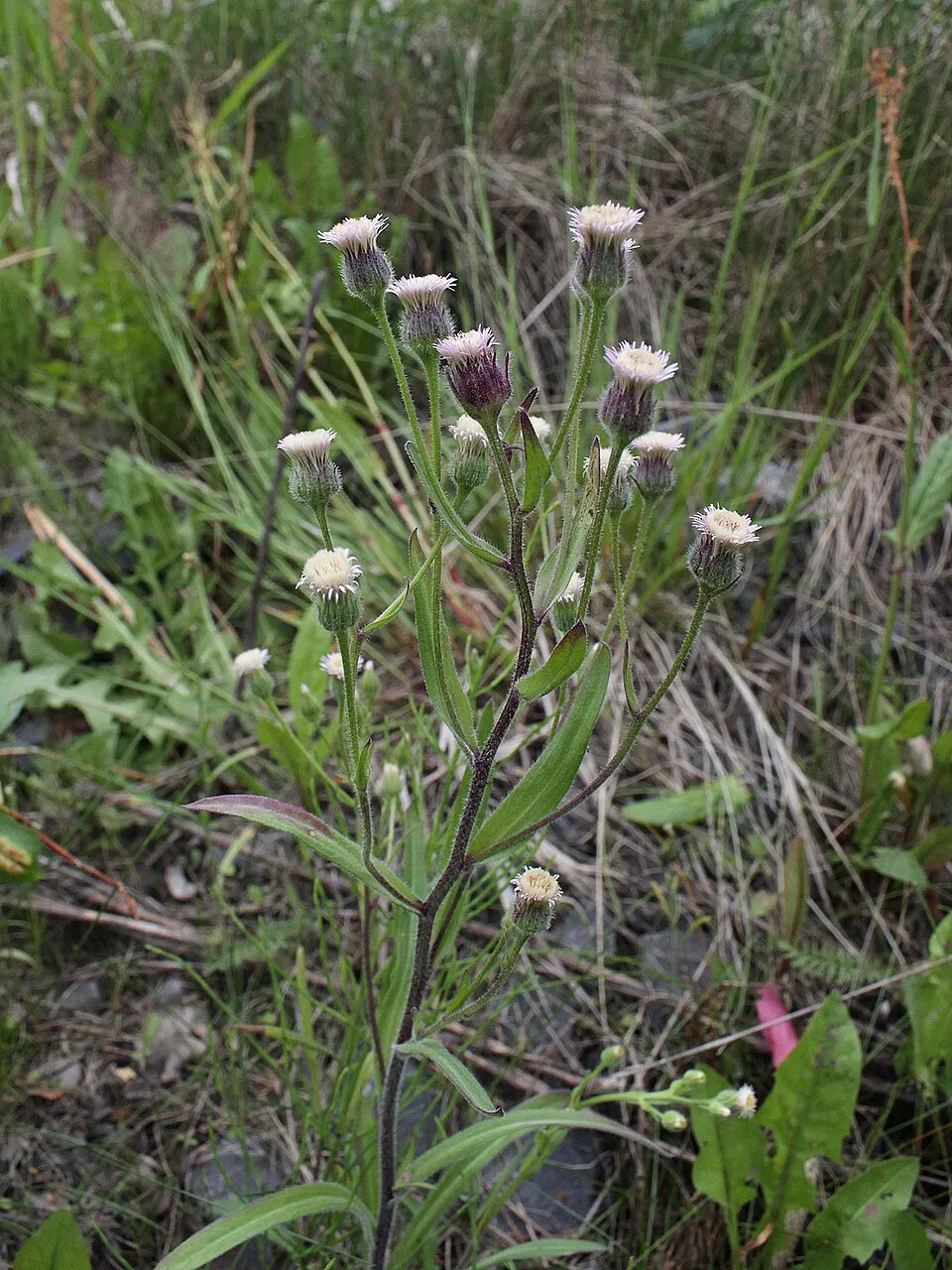 Küllőrojt / Erigeron 'Foerster's Liebling'