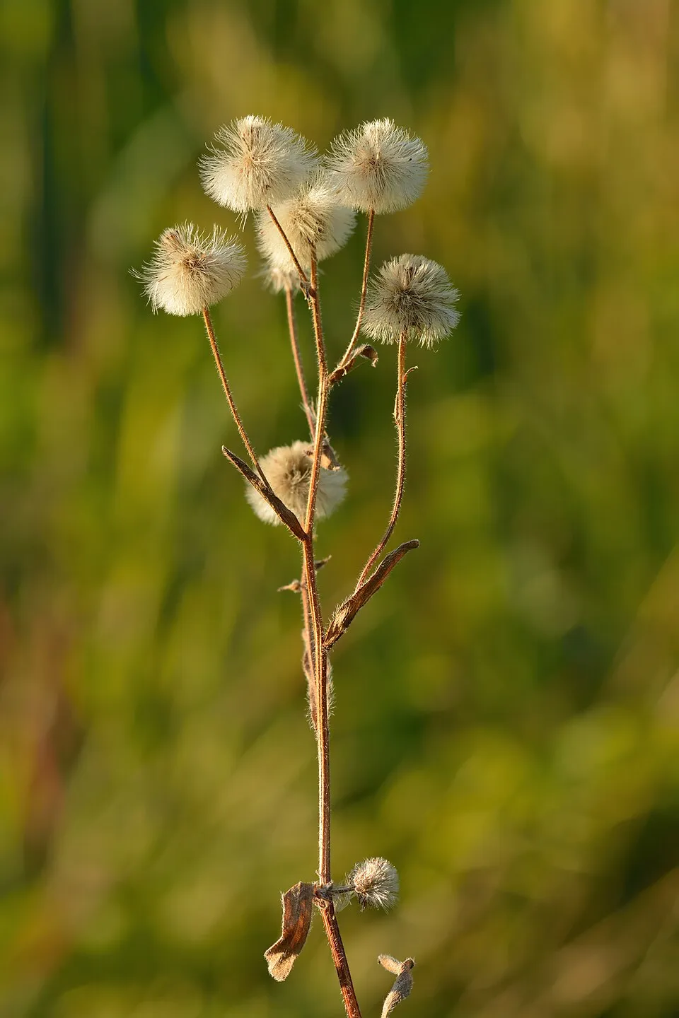 Küllőrojt / Erigeron 'Foerster's Liebling'
