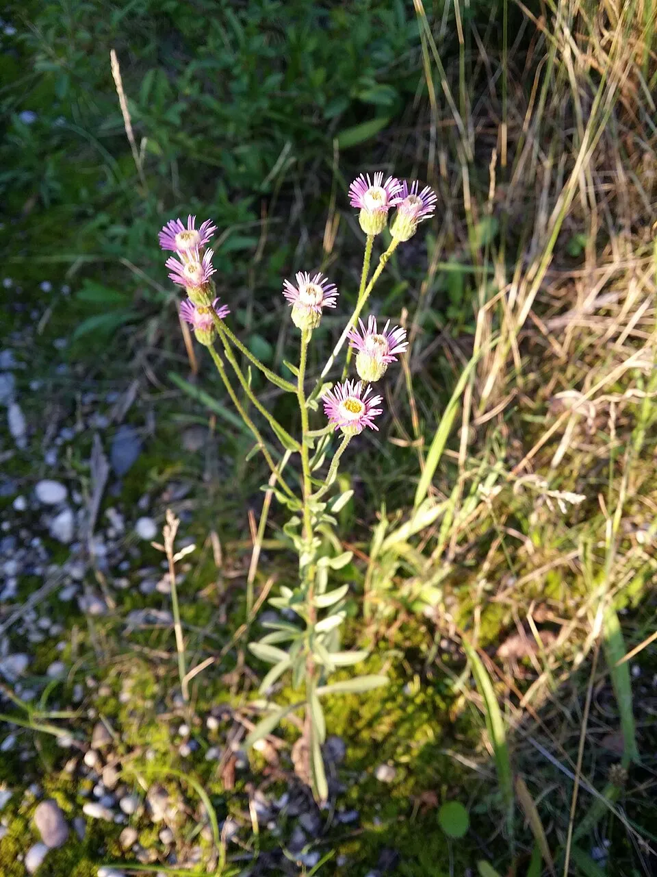 Küllőrojt / Erigeron 'Quakeress'