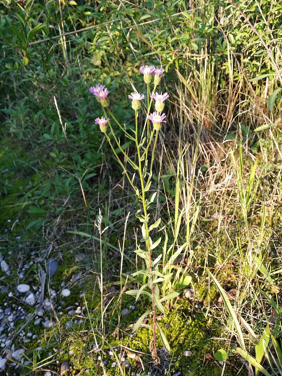 Küllőrojt / Erigeron 'Quakeress'