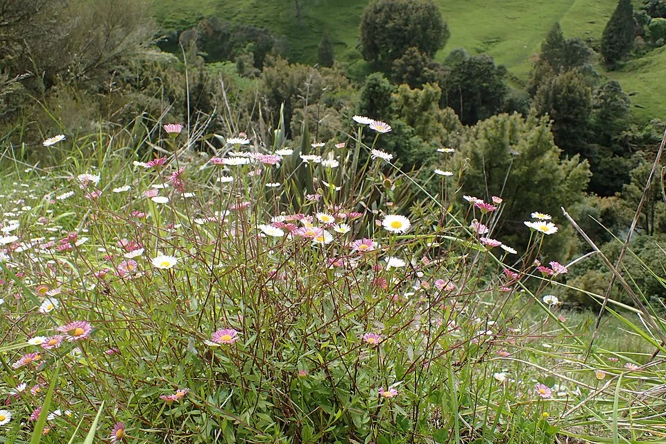 Pirosodó küllőrojt / Erigeron karvinskianus