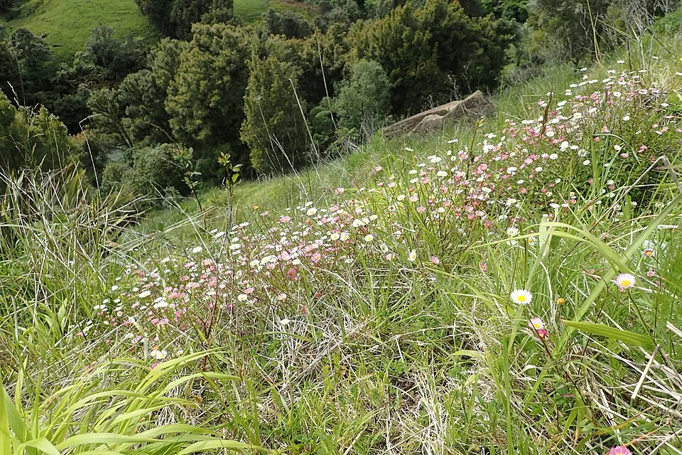 Pirosodó küllőrojt / Erigeron karvinskianus